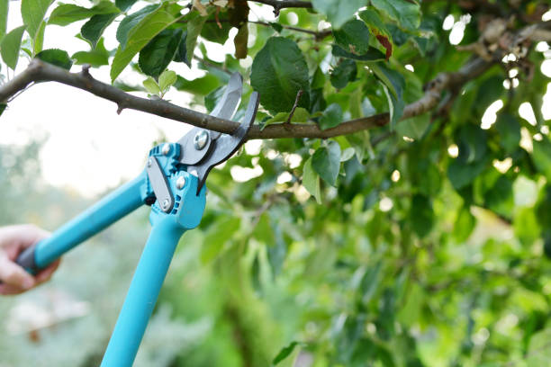 Best Commercial Tree Services  in USA